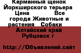 Карманный щенок Йоркширского терьера › Цена ­ 30 000 - Все города Животные и растения » Собаки   . Алтайский край,Рубцовск г.